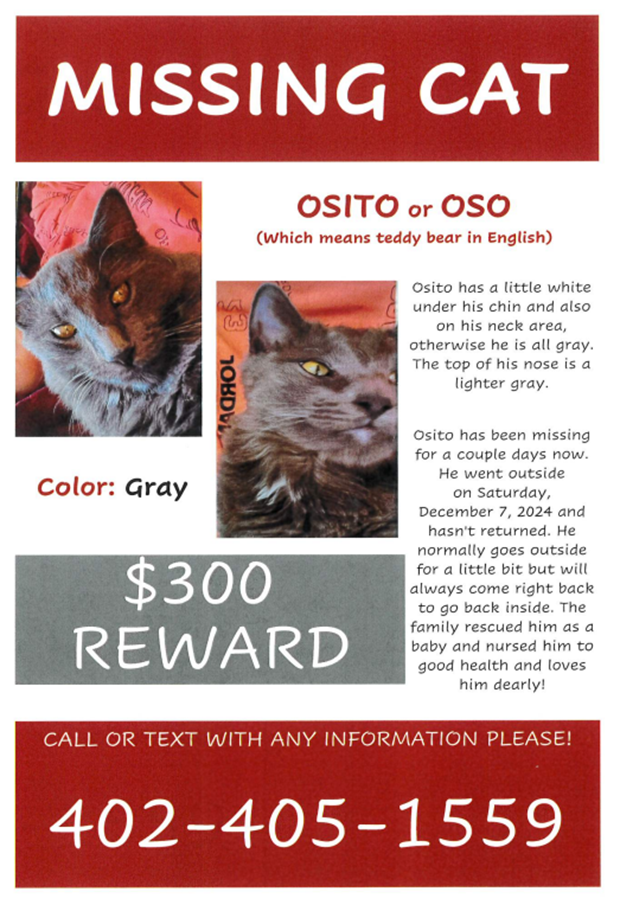 Missing cat